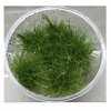 Eleoccharis acicularis mini- InVitro plants