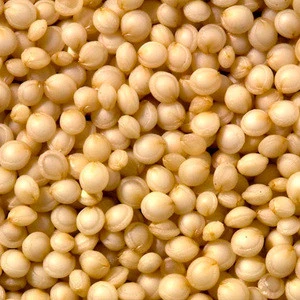 European best grade Organic Quinoa grains for sale