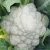 Import F1 hybrid  Heat-resistant White Cauliflower Seeds with tight flower from China