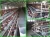 Import Factory supply 3/4 tiers chicken layer cages from China