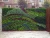 Fake Artificial Grass And Leaves Plastic Green Wall, Artificial Plant