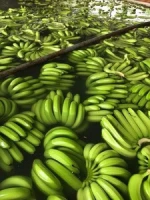 FRESH CAVENDISH BANANA