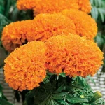 FRESH CUT MARIGOLD FLOWER