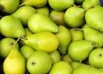 Fresh early su pear with best price by whole sale. Great Price