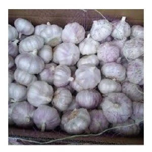 Fresh Harvest Fresh White Garlic Available Now