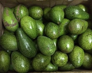 Fresh Non Organic Avocados ( Hass / Fuerte )