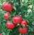 Import Fresh Pomegranate from Republic of Türkiye