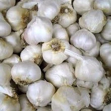 Fresh Pure White Garlic