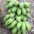 Import Fresh style and tropical &amp; sub-tropical fruit good type SIAMESE BANANA from Vietnam