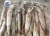 Import Frozen Japanese Squid 100-150g Wholesale from China