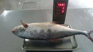frozen queen fish 3kg up whole round