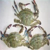 frozen superior better blue swimming crabs provided by long term supplier