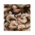 Import Frozen Wholesale Gulf Shrimp for Sale Good Quality Frozen Shrimp from South Africa
