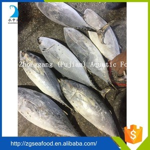Fujian supplier fresh bonito tuna
