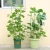 Import Garden plant support rings wholesale from China