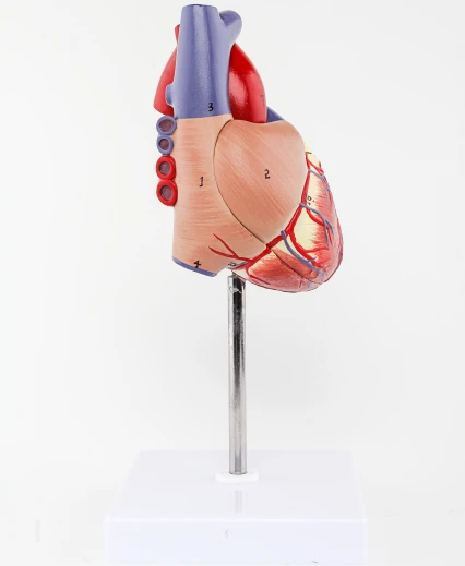 GelsonLab HSBM-210 life size 2parts  Plastic Human Heart Model Medical plastics heart models Human heart anatomy model