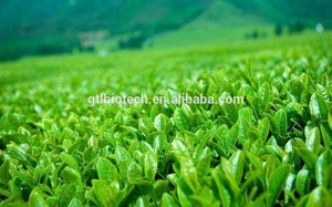 Green Tea Leaves Extract Liquid Manufacturer for Cosmetics