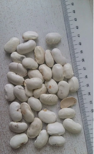 High Quality Common White Kidney Beans For Wholesale From Poland