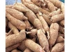 High Quality Fresh Cassava for Sale