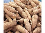 High Quality Fresh Cassava for Sale