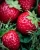 Import High Quality Fresh Strawberries from South Africa