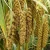 Import High Quality Yellow White Broom Corn Millet/Millet Seed. from Philippines