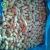 Import highest quality service delicious wholesale organic raw frozen peanuts in shell from China
