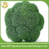 Hot sale Fresh broccoli/green broccoli from factory