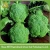 Import Hot sale Fresh broccoli/green broccoli from factory from China