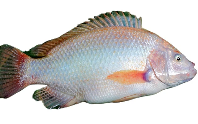 Hot Sale Sweet Water Seafood Frozen Red Meat Tilapia Fish Fillet From Vietnam