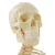 Import Human Anatomical Model Medical Science 170CM Skeleton from China