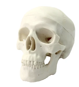 human anatomy type model Life-size Human Plastic Skull Model