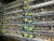 Import Indoor breeding quail cage galvanized encryption automatically collect quail eggs from China