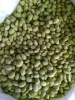 IQF Frozen Peeled Soybean Soyabean Edamame Kernels