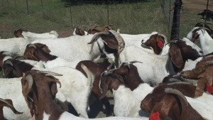 Live %Boer Goats, Live Sheep & Live Goats, Dorpers, Kalahari Reds and Holstein Heifers for sale in ukraine