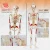 Import Medical science 5 types of 85cm human whole body skeleton model from China