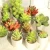 Import Mini Artificial  plants live succulent plants with pot tropical plants artificial flowers from China
