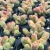 Import mini  cactus succulent plants succulent  korea Indoor plants from China