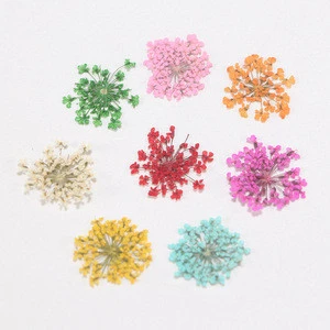 Nail Art Supplies Accessories Wholesale Real Natural Nail Dried Flower Dried Leaves