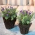 Import New Design Popular Decorative Artificial Plants Wholesale Mini Succulents from China