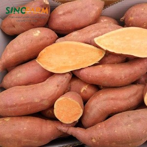 New fresh sweet potato in china