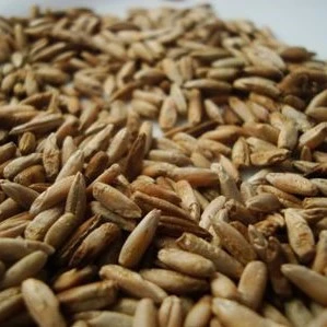 Organic High Grade Rye grain