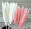 Outsidepride white Pampas grass for wedding plant seeds