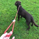 Pet accessories dog leash cotton rope soft large dog slip leash