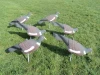 PIGEON DECOY BIRD PAINTED SHELL HIGH QUALITY