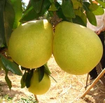 pomelo fruit