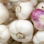 PREMIUM FRESH GARLIC EXPORT STANDARDS FORM VIETNAM