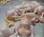 Processed Halal 'A' Grade Chicken Feet / Frozen Chicken Paws Brazil