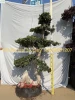 Professional manufacture cheap foliage plants natural plants ornamental ficus bonsai plant , ficus restusa