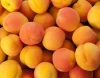Quality Fresh Apricots Now Available on 30% Discount Sale Ready for Export